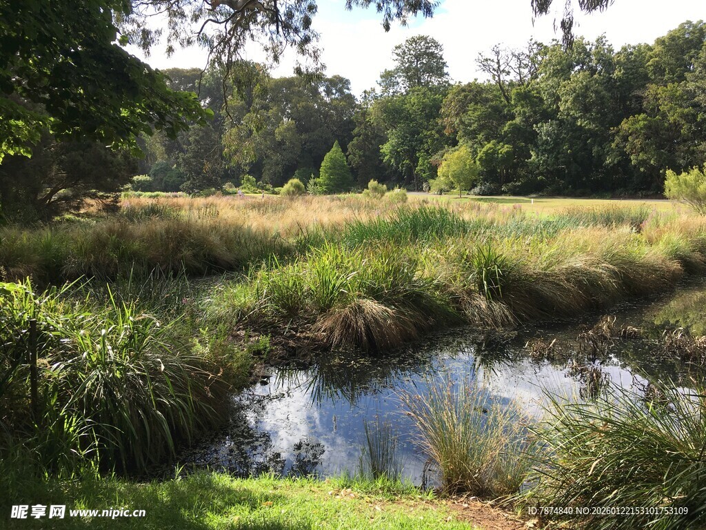 宁静溪边的自然美景