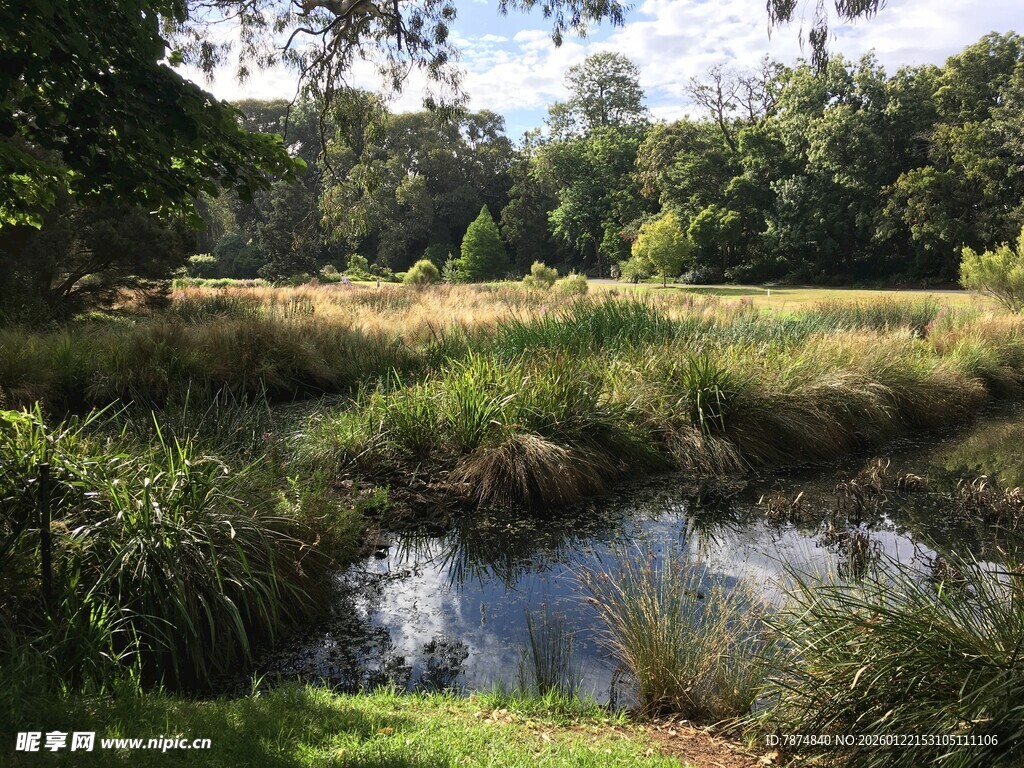宁静溪边的自然景致