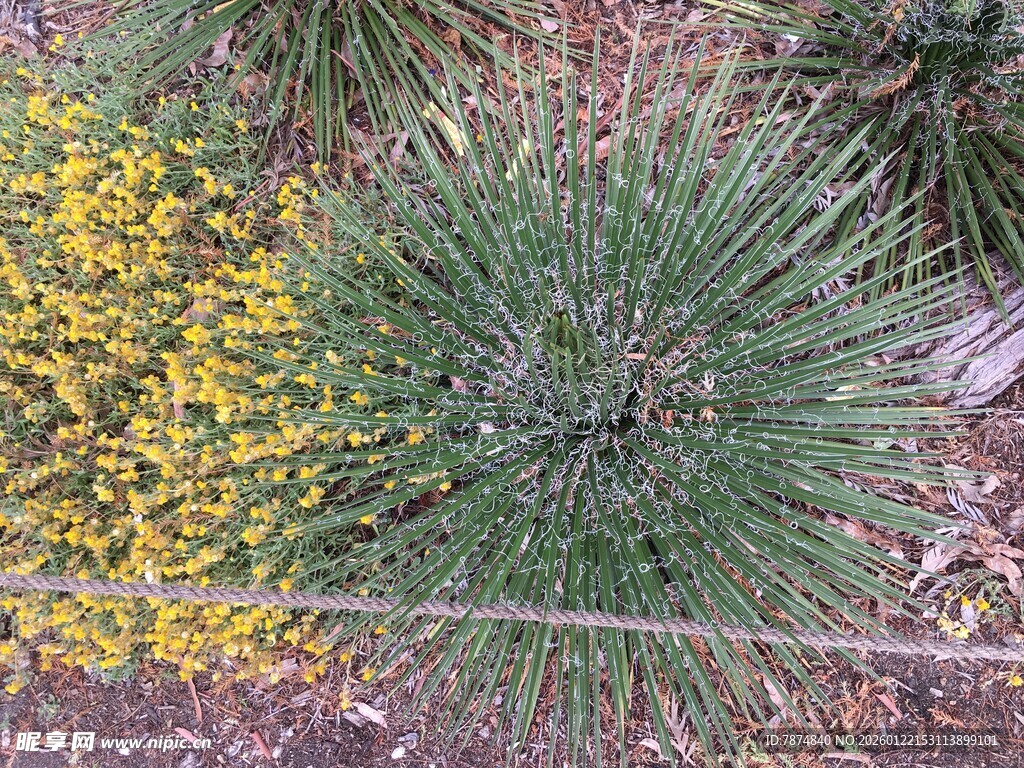 野外绿植与黄色小花景观