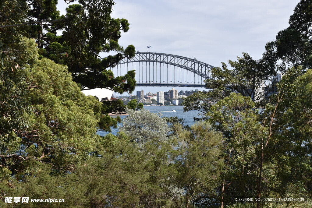 透过树林看悉尼海港大桥