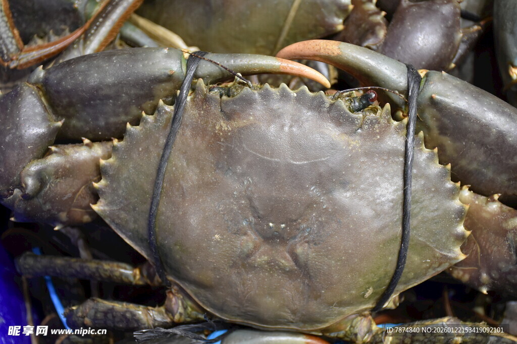 鲜活大螃蟹特写