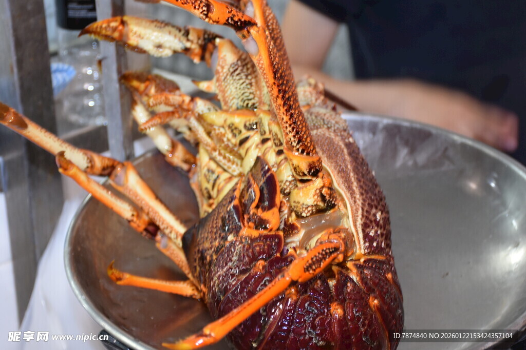 鲜活大龙虾置于金属容器中