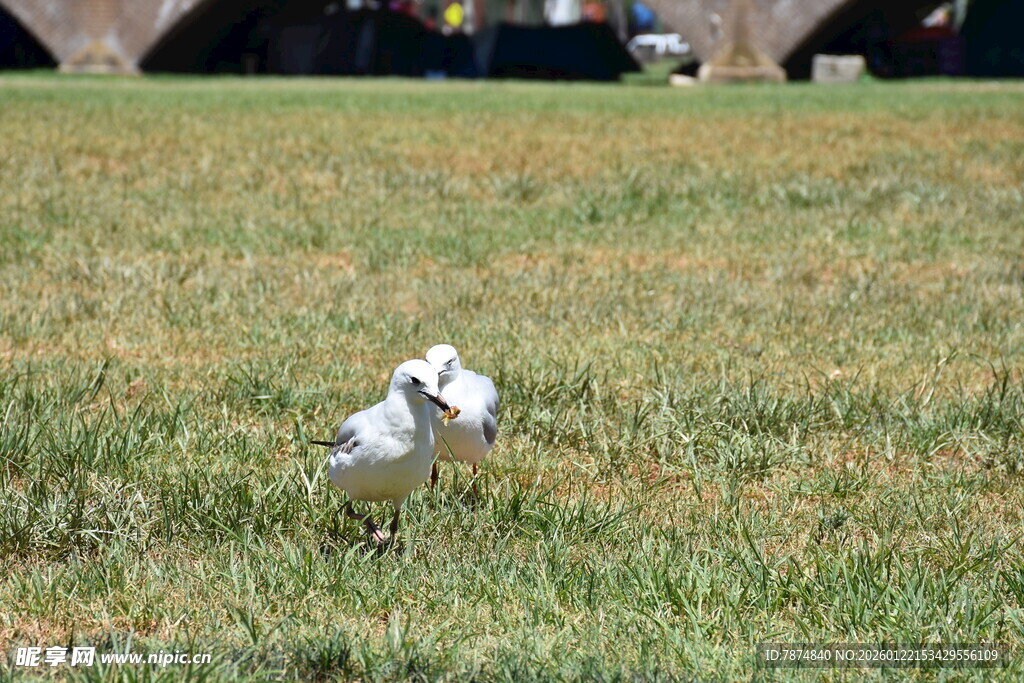 草地上的小白鸟