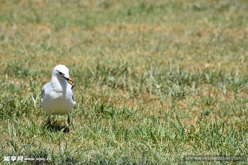 草地上的白色小鸟