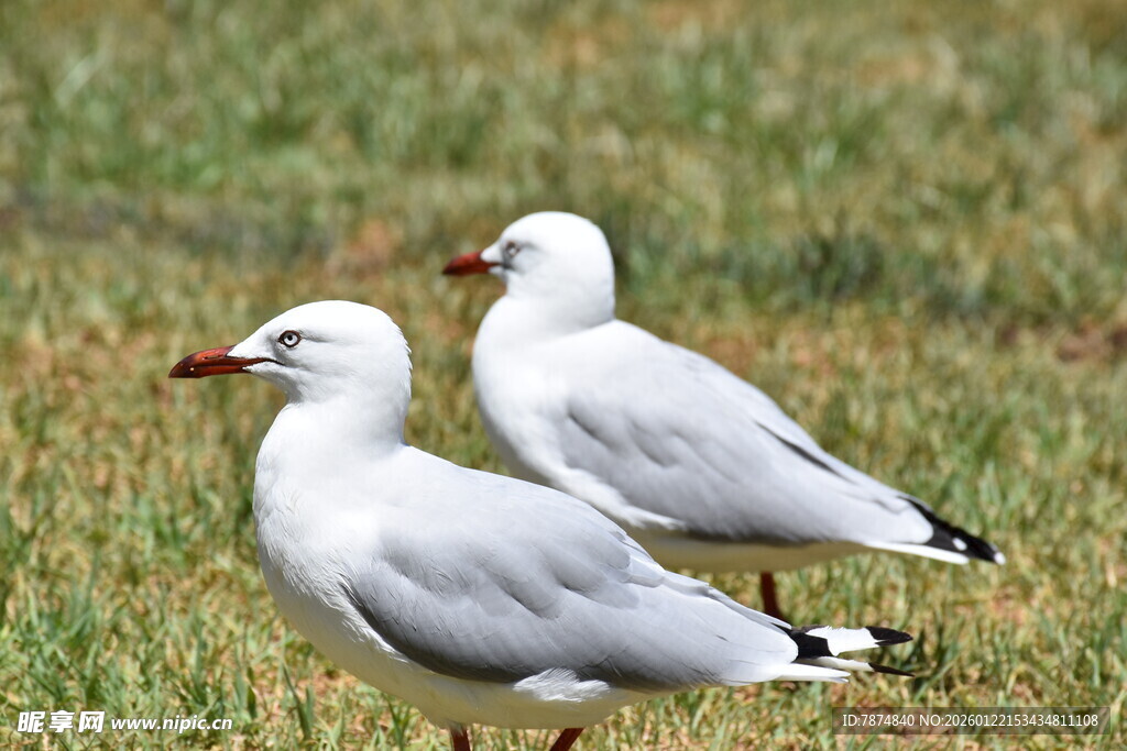 草地上的两只白海鸥