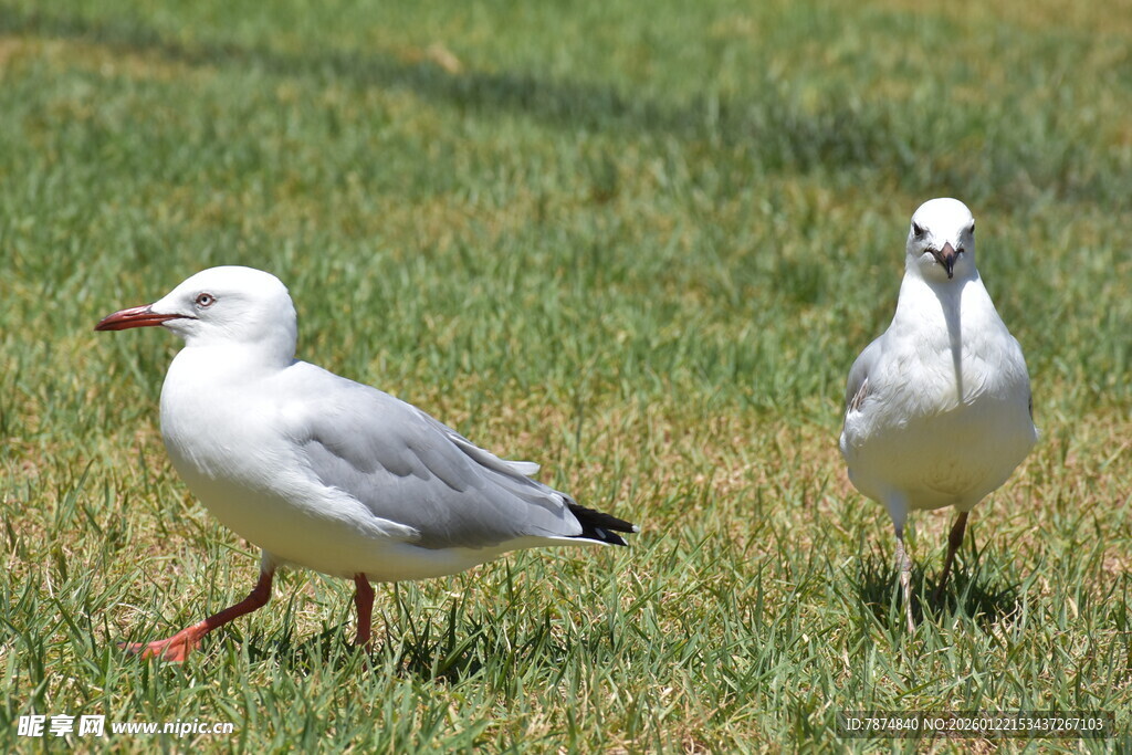草地上的两只海鸥