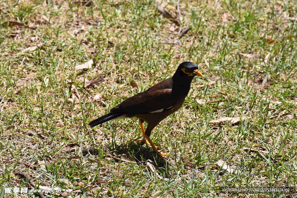草地上的黑羽小鸟