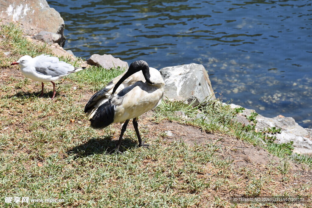 岸边双鸟 自然和谐景致