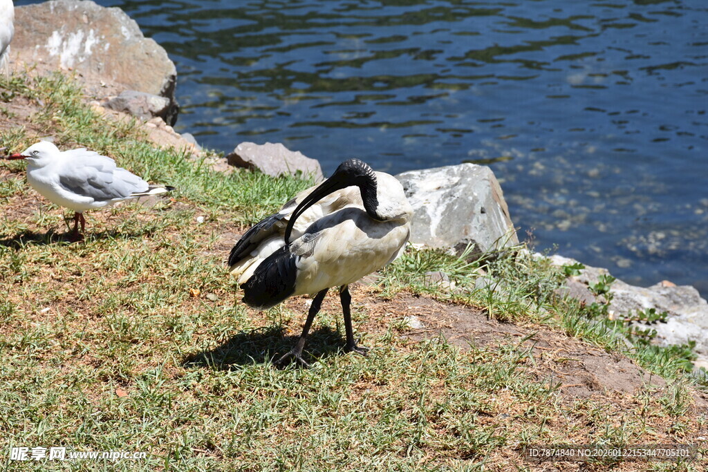 岸边觅食的鹅与海鸥