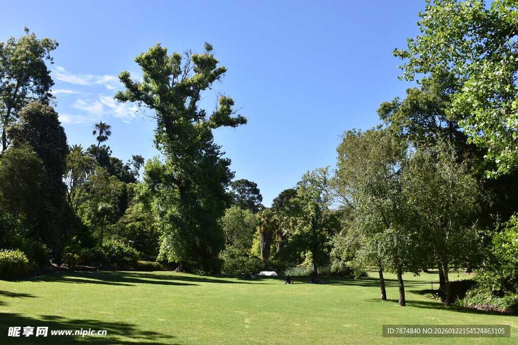 绿意盎然的户外草地景观
