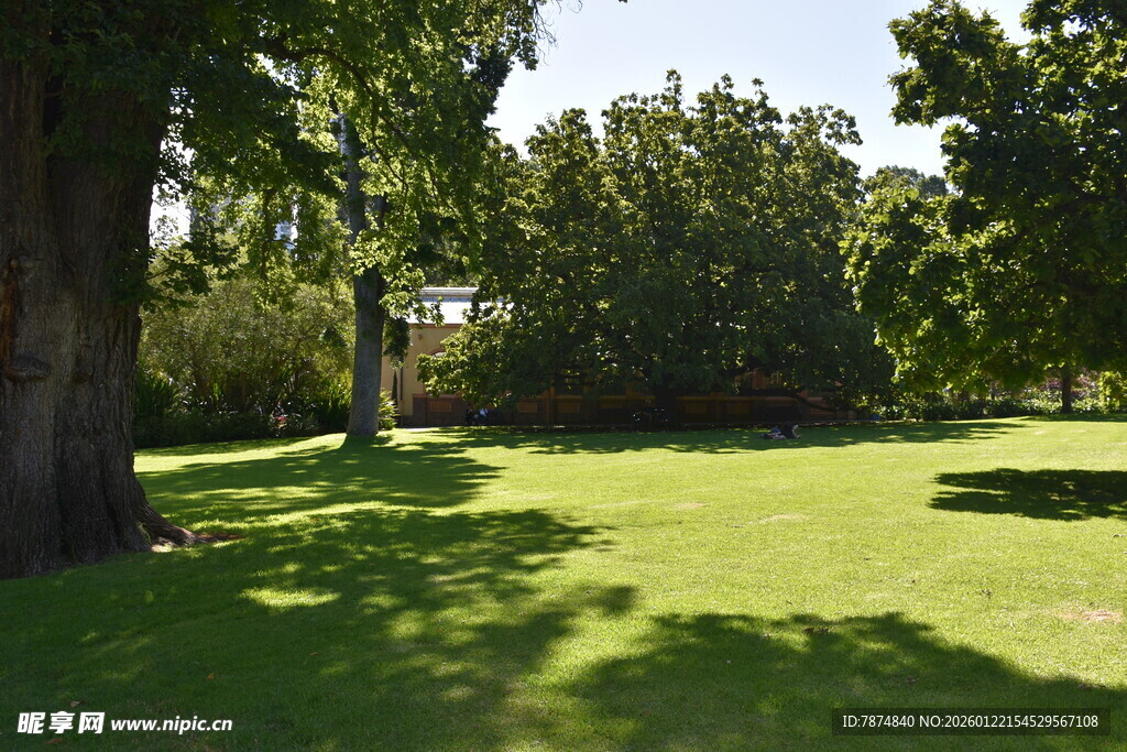 阳光照耀下的绿意盎然草地