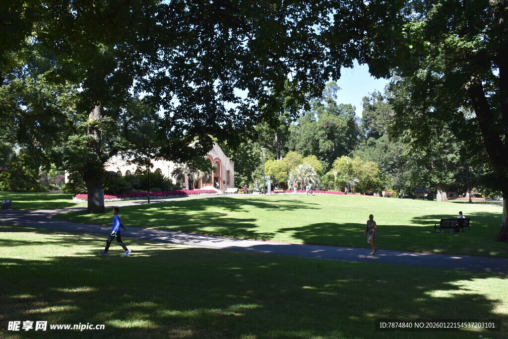 阳光洒落的静谧林间草地