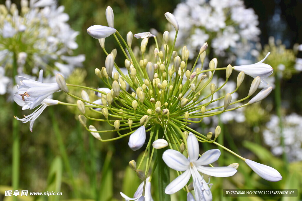 清新淡雅的百子莲绽放