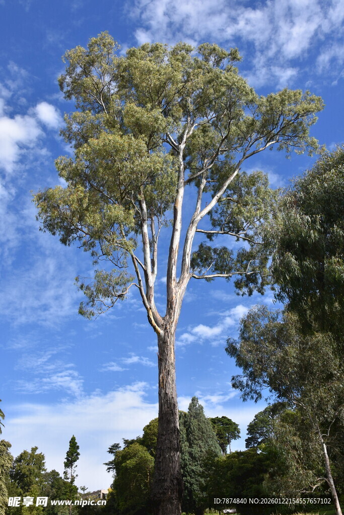 蓝天映衬下的高大桉树