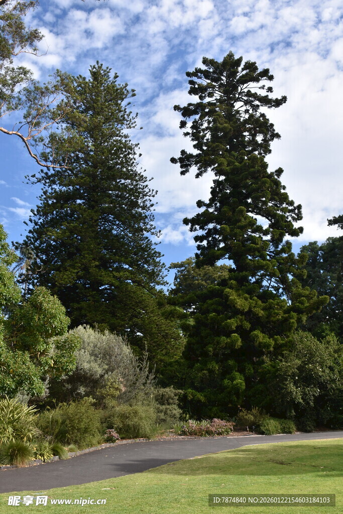 林间小道旁的葱郁树木