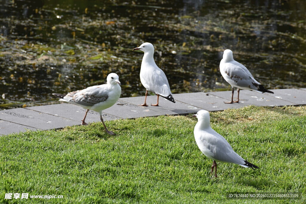 草地上的几只海鸥