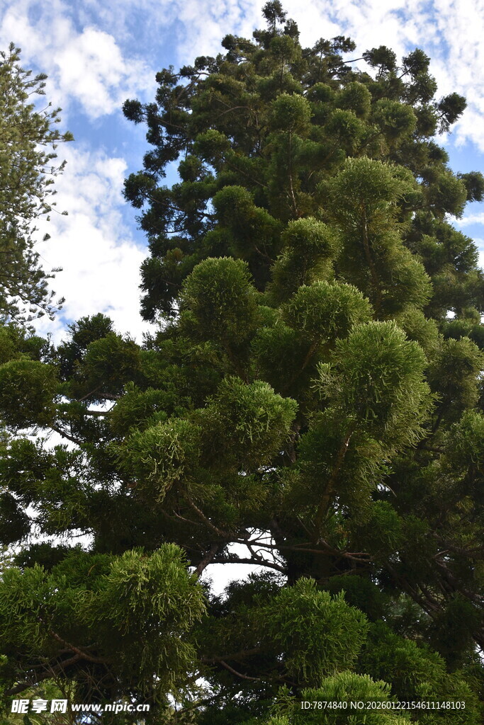 高大葱郁的树木