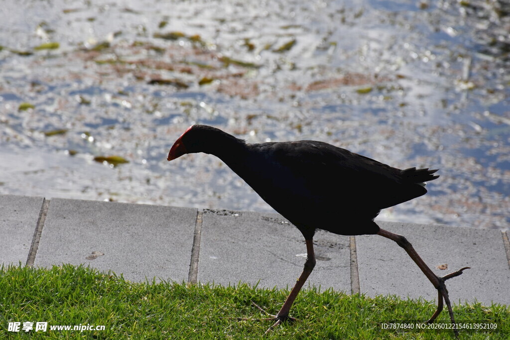 草地上行走的黑鸟