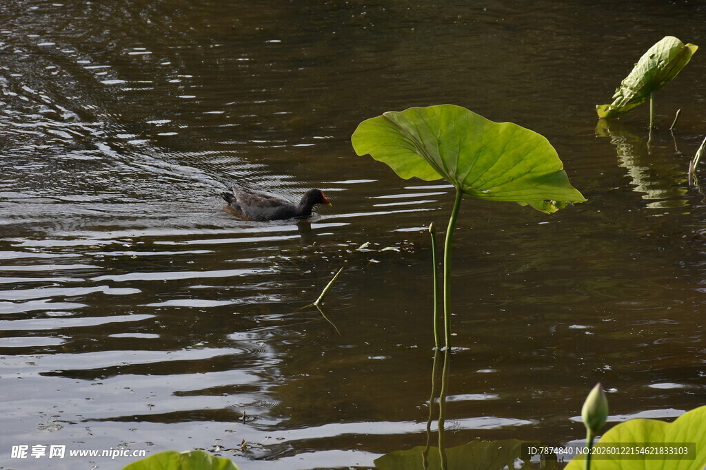 水中荷叶旁游动的鸭子