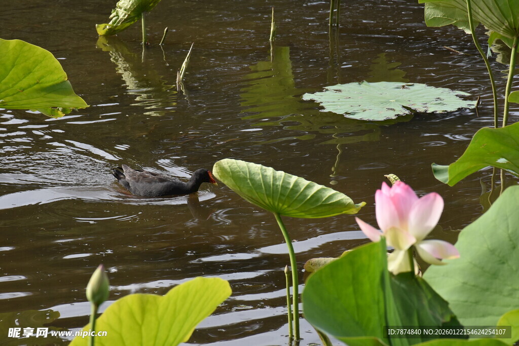 荷塘中绽放的娇艳荷花