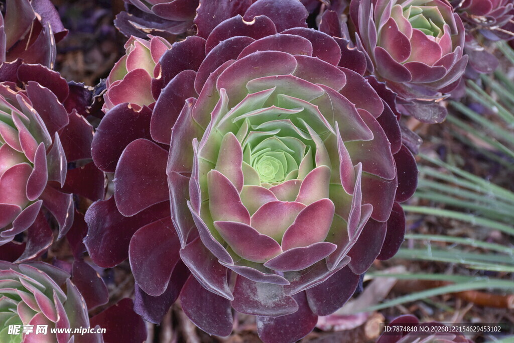 紫韵多肉植物特写