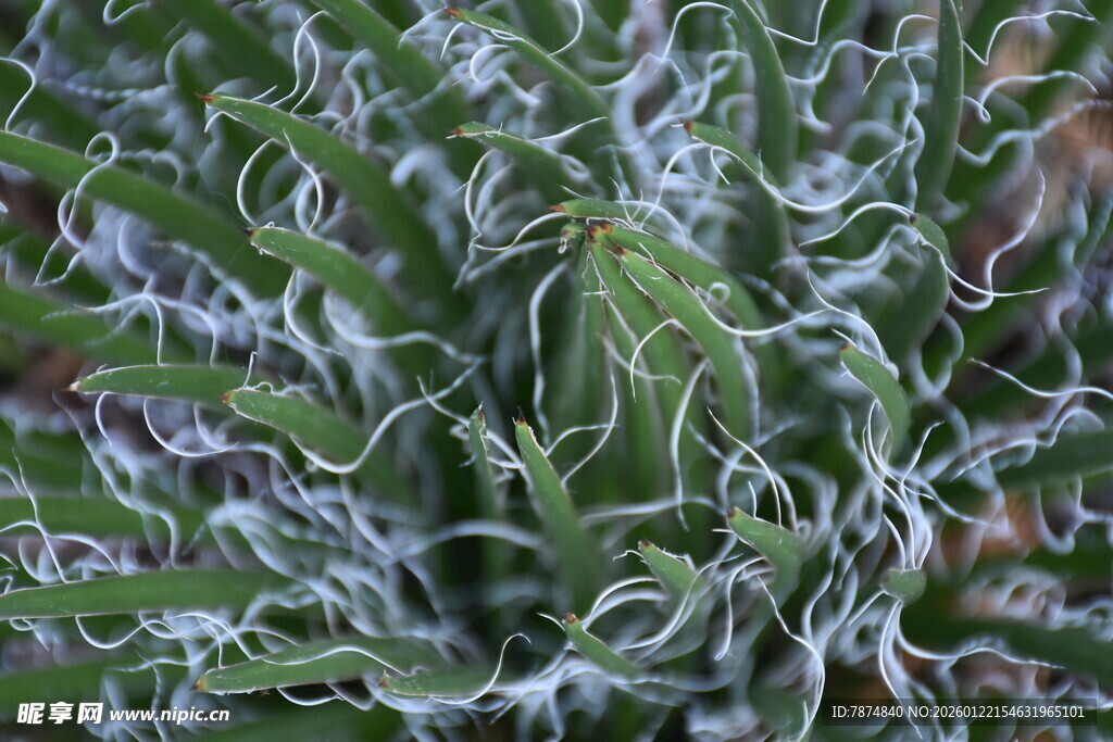 独特纹理的绿色植物