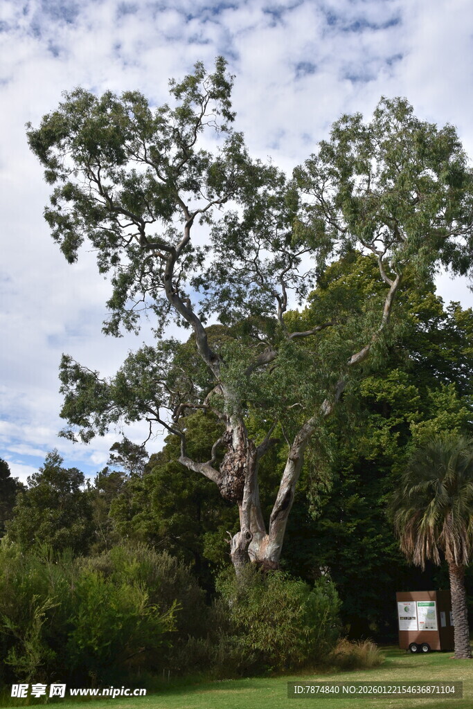 高大繁茂的户外大树景观