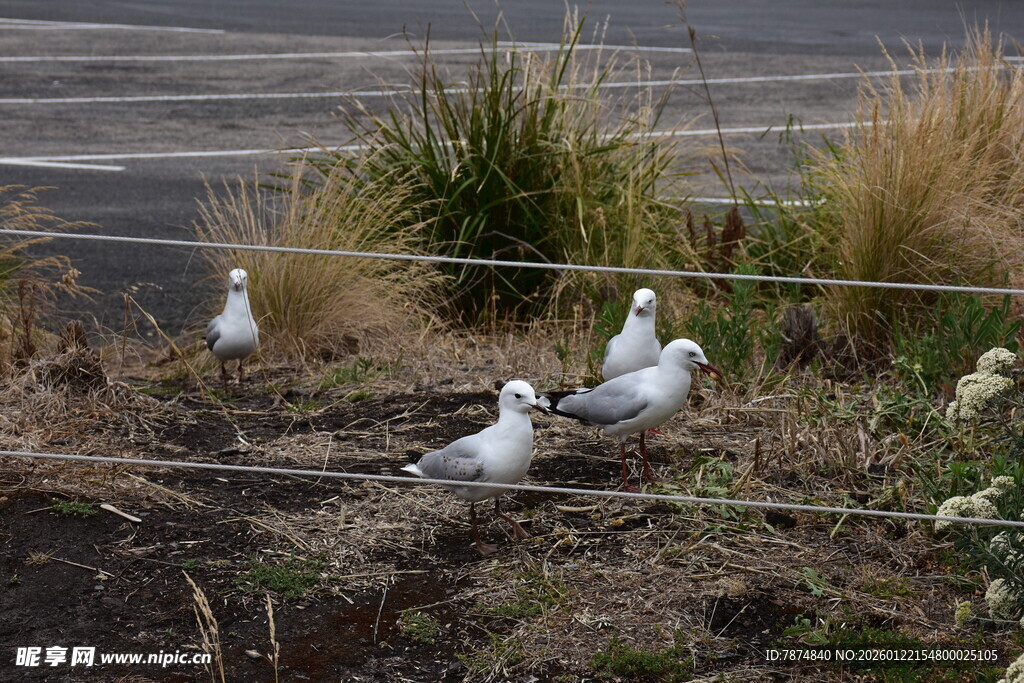 岸边休憩的几只海鸥