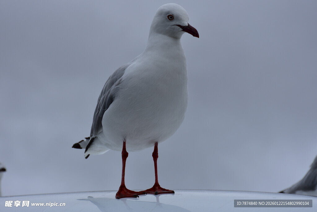 站立的红脚海鸥