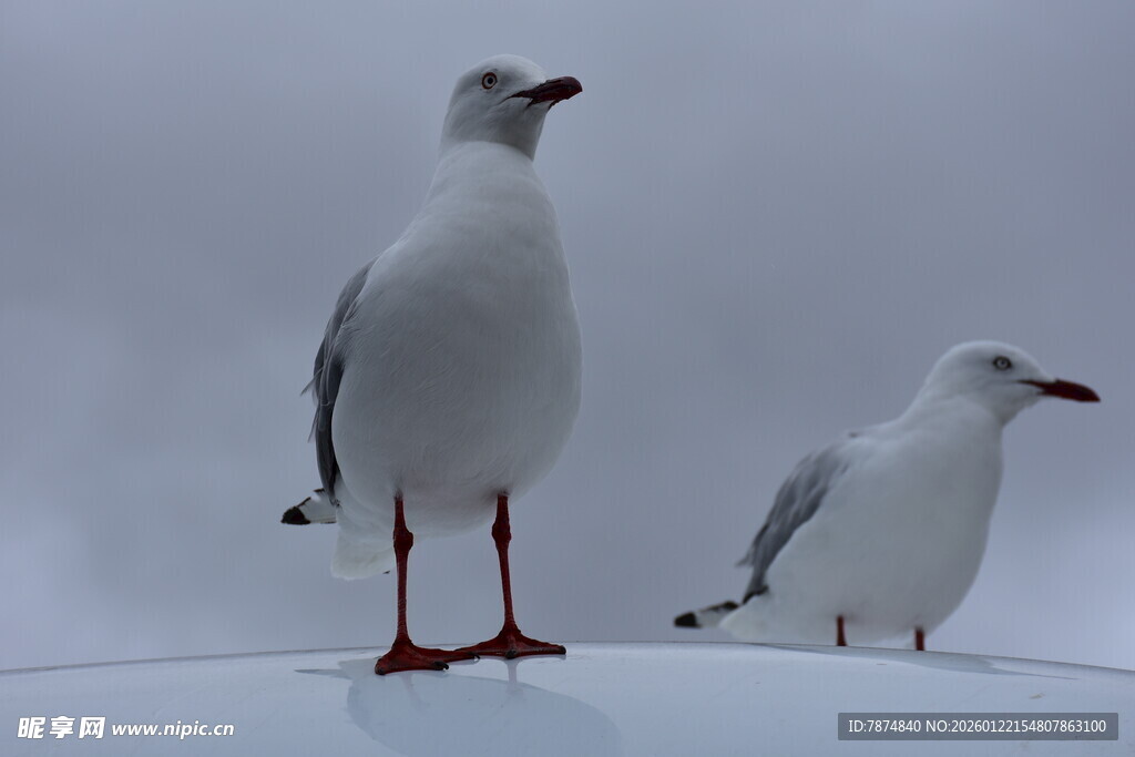 车顶站立的两只海鸥