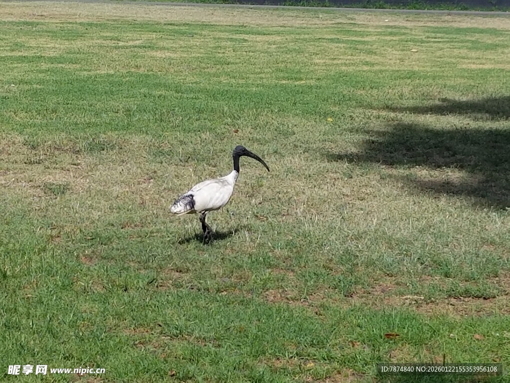 草地上的长喙鸟