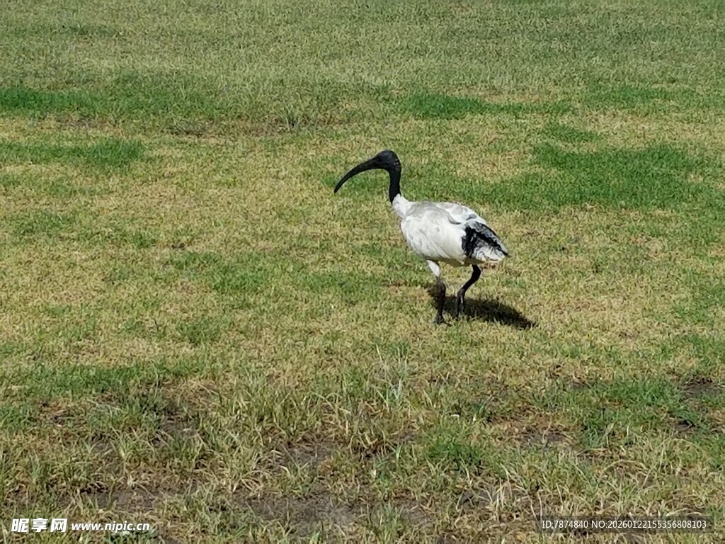 草地上行走的长嘴黑白鸟