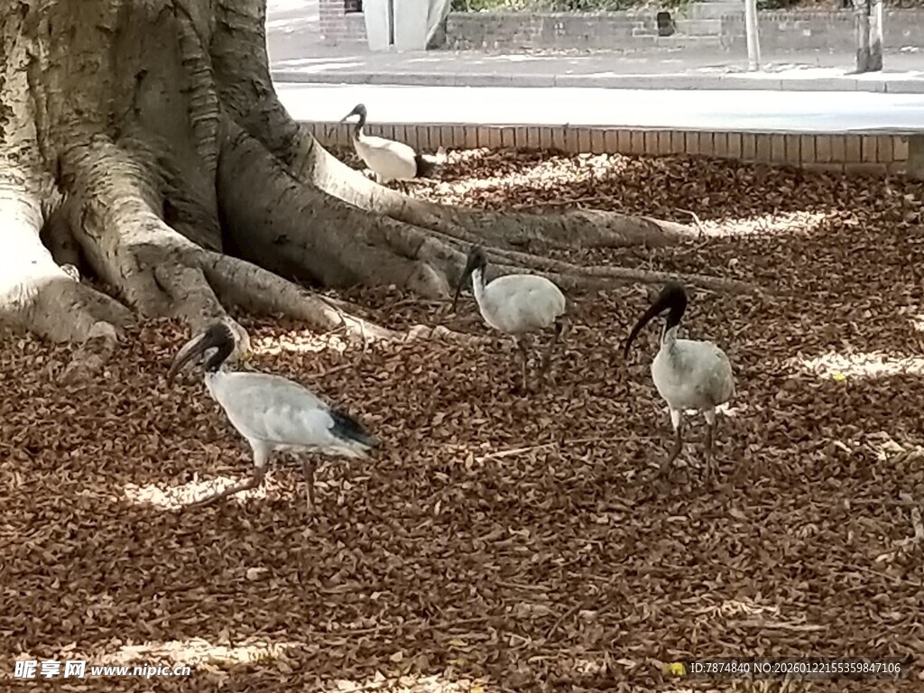 树下觅食的几只鸟儿