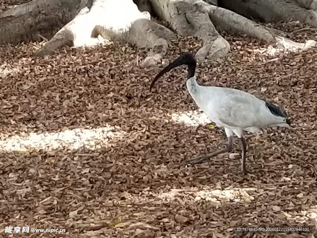 湿地中的长喙白鸟
