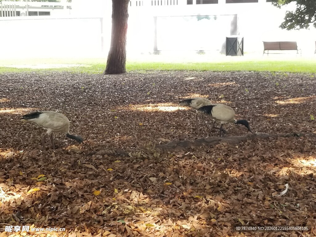 树下休憩的几只动物