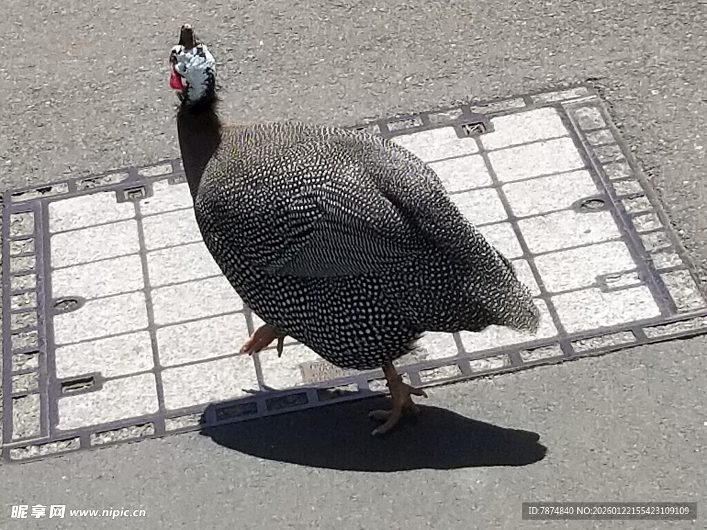 行走在路面上的珍珠鸡