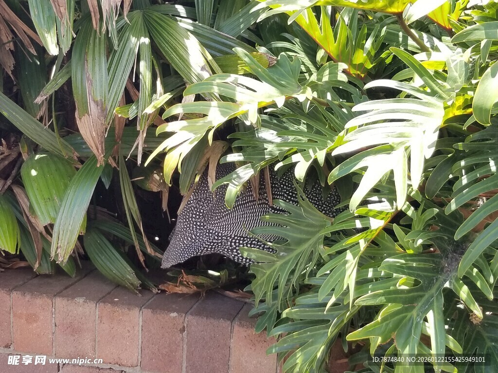 墙边绿叶下的神秘黑猫