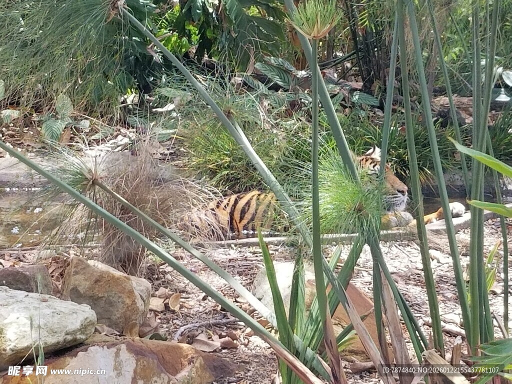 丛林中隐藏的老虎身影