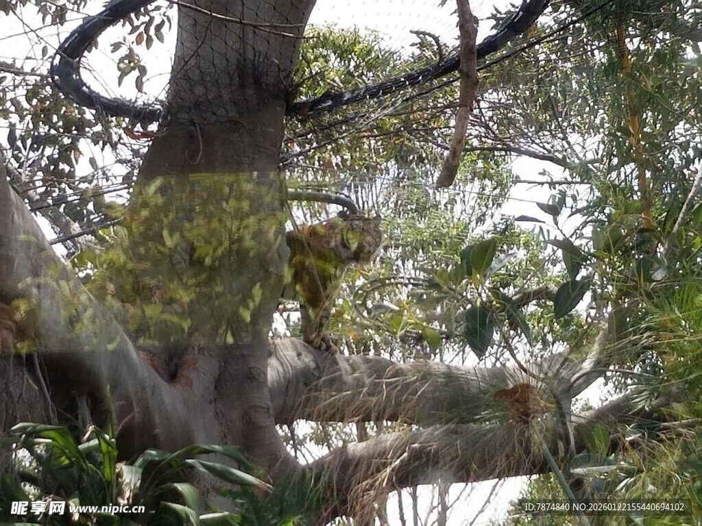 繁茂大树展现自然生机