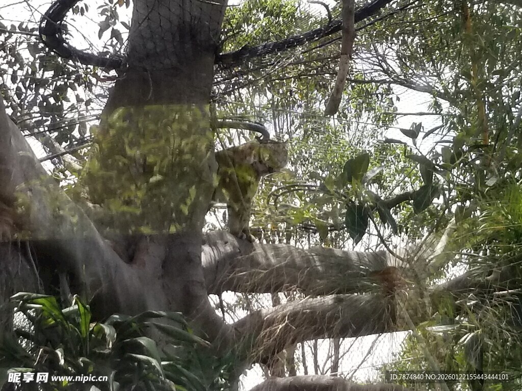 繁茂丛林中的粗壮树木