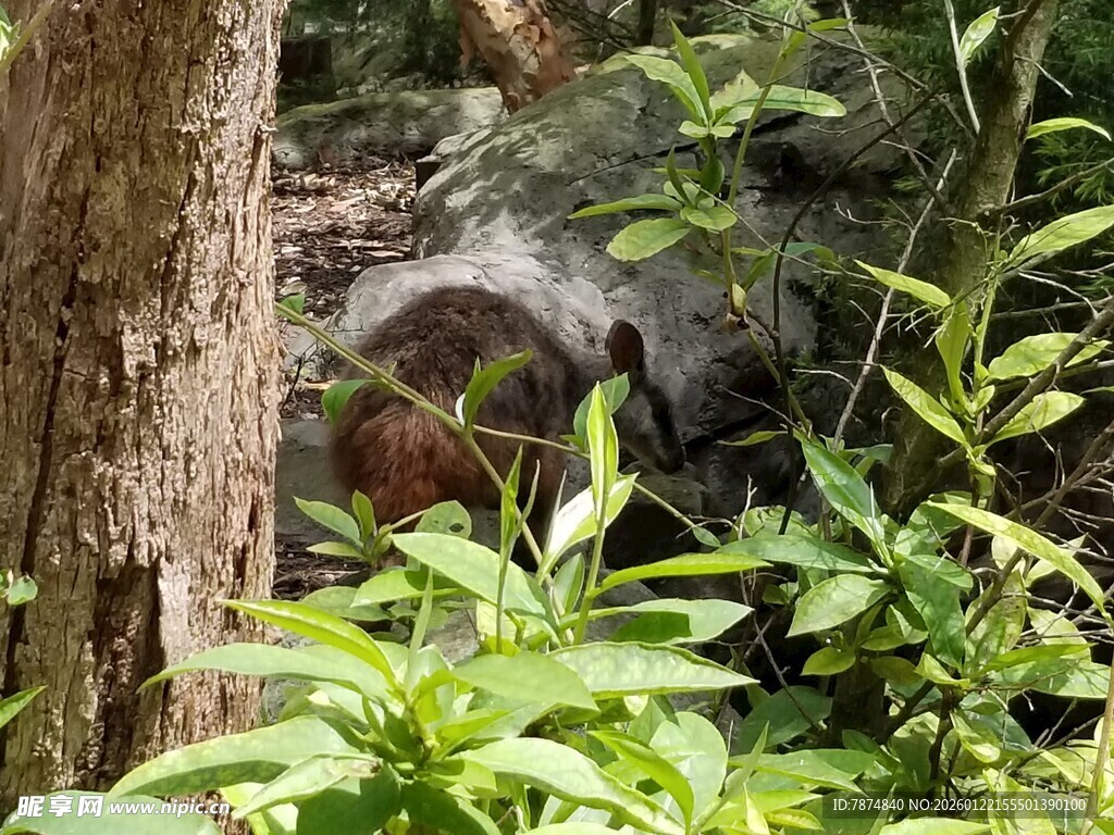 林间隐秘处的野生动物