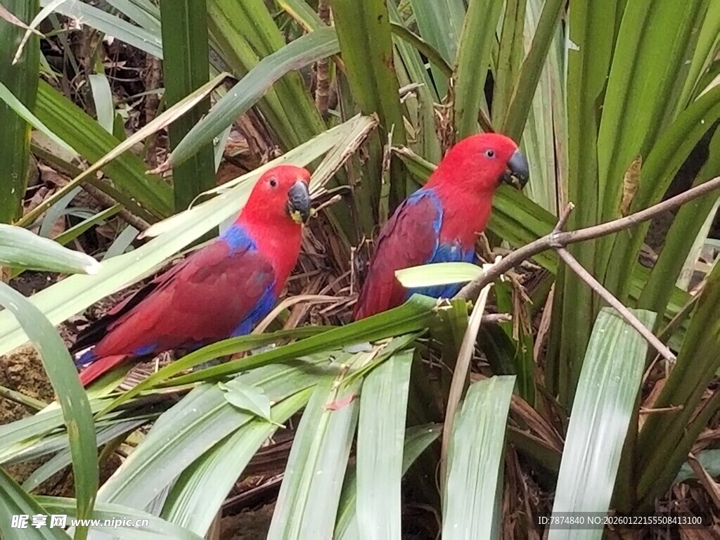 双彩鹦鹉栖于绿叶间