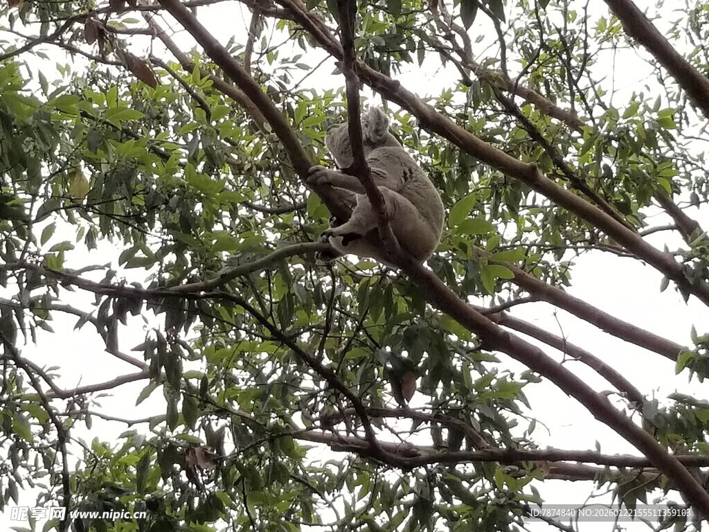 树上栖息的鸟儿