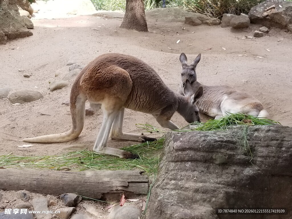 袋鼠母子在野外进食场景