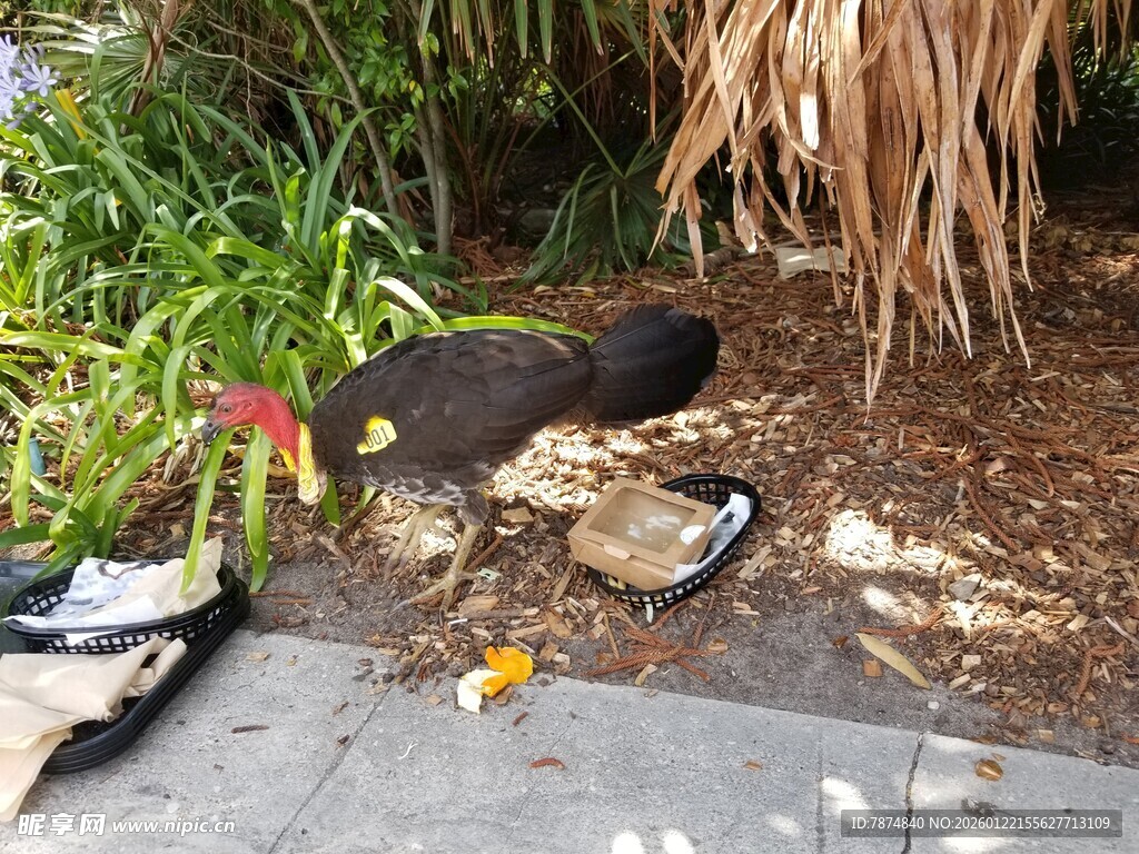 庭院中觅食的黑羽红冠鸡