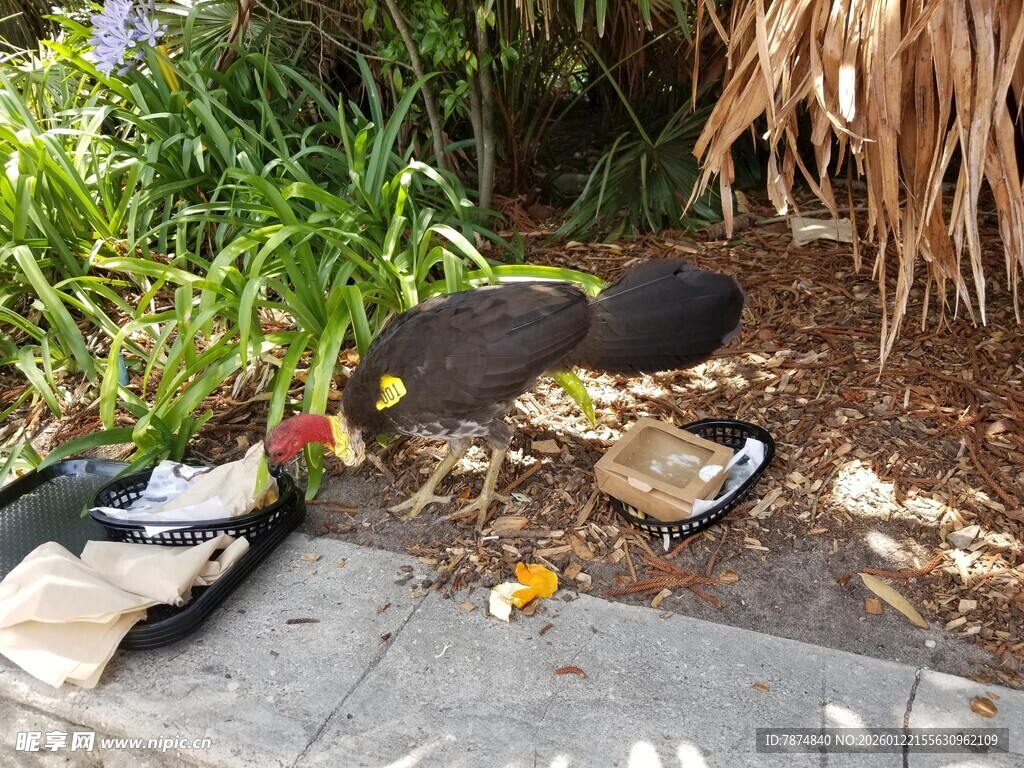 户外喂食的两只黑色鸟儿