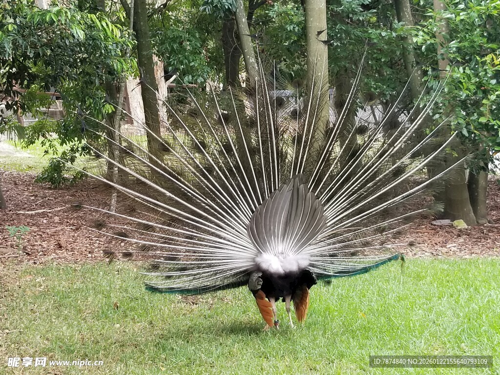 开屏的孔雀于绿意中