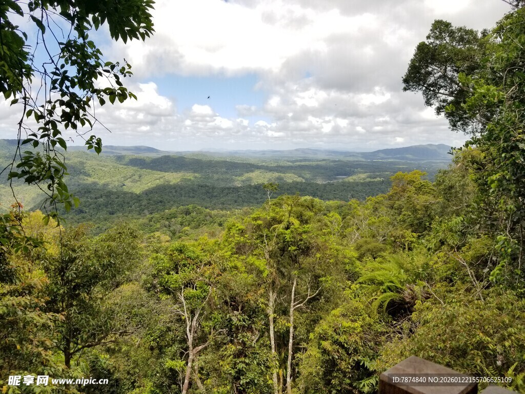俯瞰茂密葱郁的森林景观