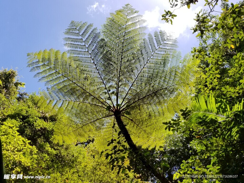 森林中的蕨类植物