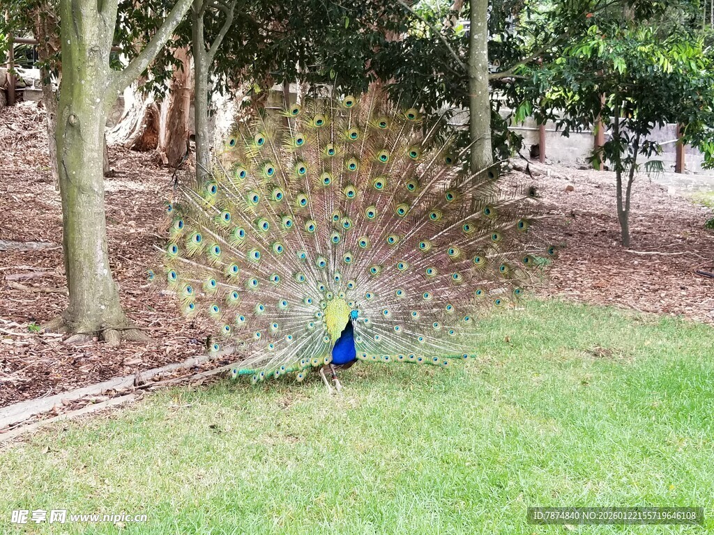 开屏的孔雀于林间草地